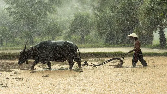 Typhoon Bualoi batters Vietnam, flooding Hanoi and leaving dozens dead