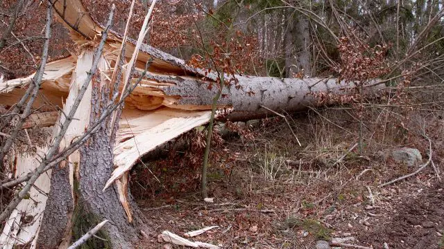 Powerful Storm Batters New Zealand’s Capital